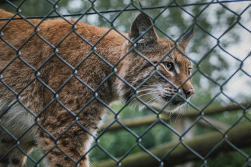 lynx in the zoo