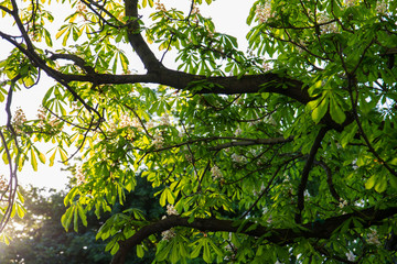a view of the lush green foliage and flowers of chestnut