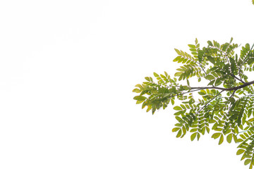 Green leaves on white