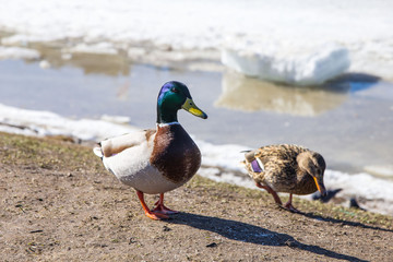 Drake and duck walking on the sandy shore of a frozen lake