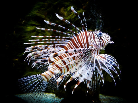 zebra lion fish in black aquarium background