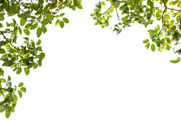 Obraz premium Green leaves on white