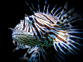 zebra lion fish in black aquarium background