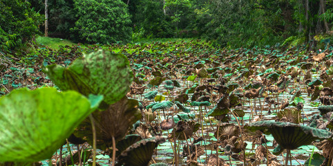 dying lotus leaf  in the canal . Songkhla, Thailand