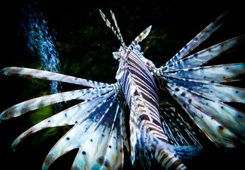 zebra lion fish in black aquarium background