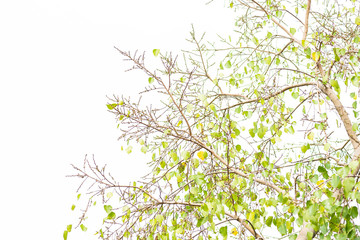 Green leaves on white