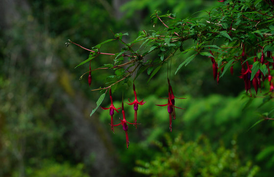 Hardy fuchsia - Fuchsia magellanica - Bariloche - Patagonia - Argentina