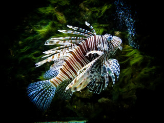 zebra lion fish in black aquarium background