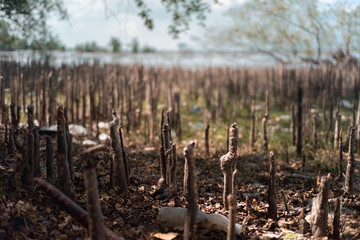 Fototapeta na wymiar Pneumatophores , Aerial roots , Special roots for breathing of mangrove apple , Cork tree in mangrove forest and beautiful beach view at kaunniang , south of Thailand