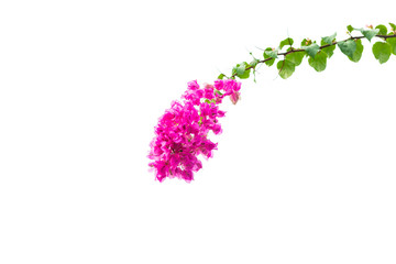 Bougainvillea on white background , Pink flower.