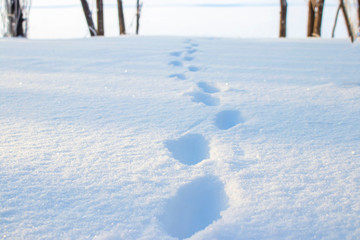 Footprints in the snow.