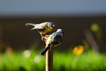 Blaumeisen während der Balz