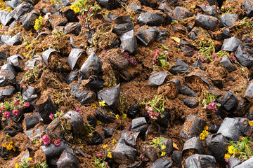 Abandoned flowers in the garden