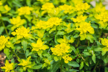 Blooming Euphorbia in the garden. Selective focus.