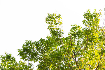 Green leaves on white background