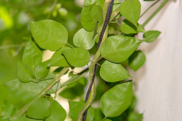 Madagascar Jasmine is a beautiful creeper with a volatile characteristic.
