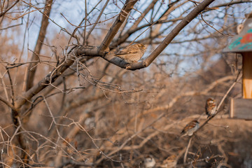 Sparrow sitting on a branch in the park. Autumn, spring, bird.