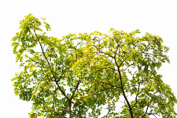 Green leaves on white background