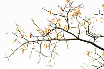 Green leaves on white background