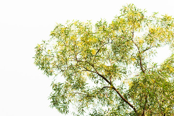 Green leaves on white background