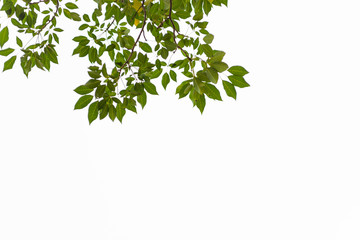 Green leaves on white background