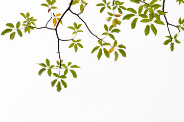 Green leaves on white background