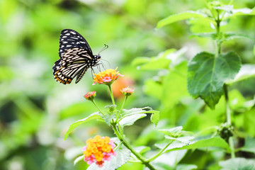 butterfly on flower