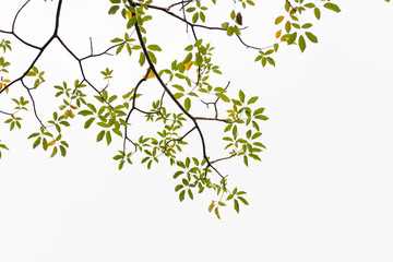 Green leaves on white background