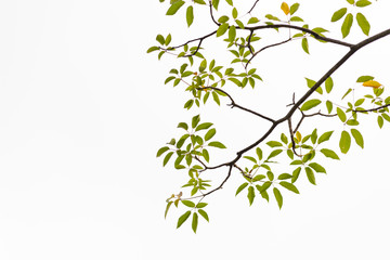 Green leaves on white background