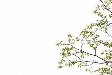 Green leaves on white background