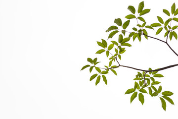 Green leaves on white background