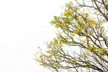 Green leaves on white background