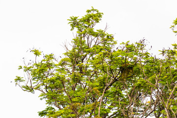 Green leaves on white background