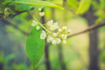 Blooming wild aplle tree in the garden. Selective focus.