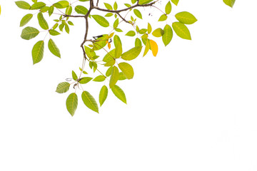 Obraz premium Green leaves on white background