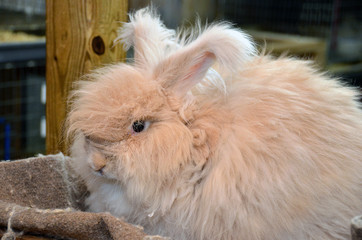 close up of blond angora rabbit in barn