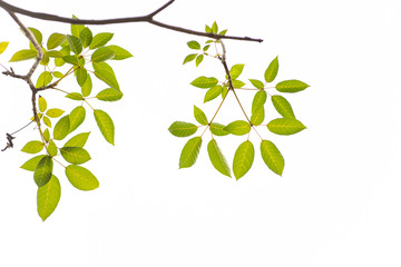 Green leaves on white background