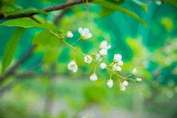 Blooming wild aplle tree in the garden. Selective focus.