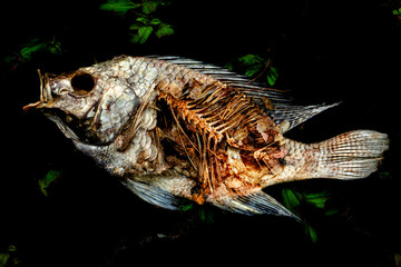 Carcass of a dead fish lying on green grass