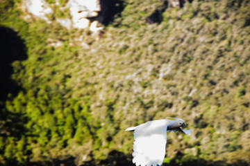 Flying Cockatoo