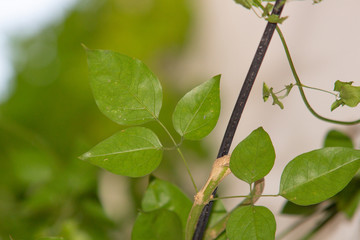 Madagascar Jasmine is a beautiful creeper with a volatile characteristic.