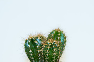 cactus interesting shape on a blue background with a large empty space above the plant