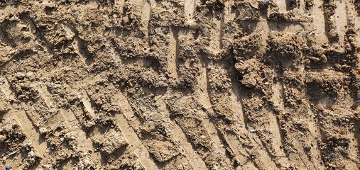 Texturas campo aceitunas