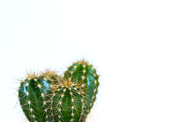 top of a cactus on a white background with a large free space above the plant