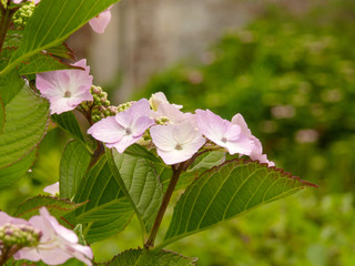 Close-up of pink hortensia blossoms