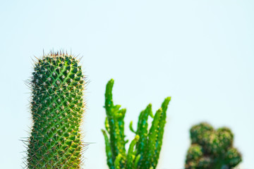 a row of three cacti of different shapes and sizes, focus on one of the three plants