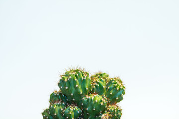 cactus interesting shape on a blue background with a large empty space above the plant