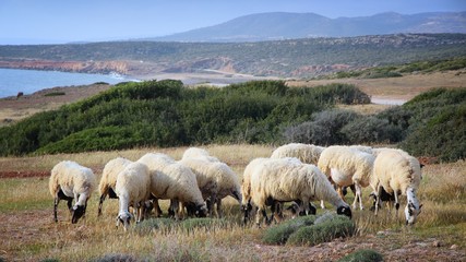 Fototapeta na wymiar Sheep in Cyprus