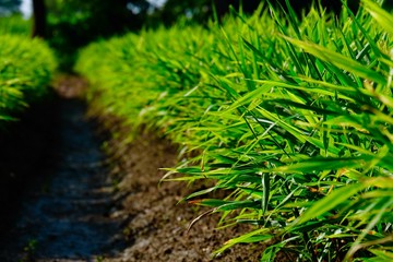 Farming of ginger