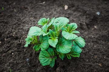 Potato plants on the field. Selective focus.